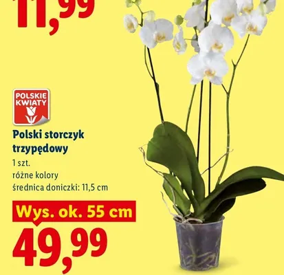 Storczyk trzypędowy polski Polskie Kwiaty wys. ok. 55 cm promocja w Lidl