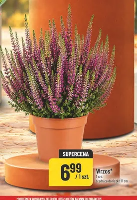 Wrzos promocja w POLOmarket