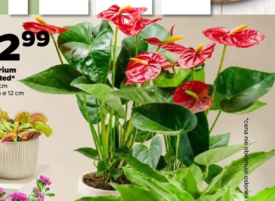Anthurium Royal Red promocja w Netto