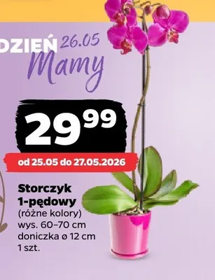Storczyk 1-pędowy promocja w Netto