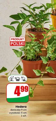 Hedera promocja w Dino