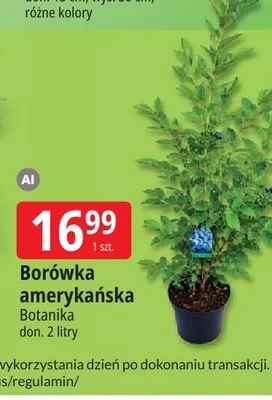 Borówka amerykańska Botanika don. 2 litry promocja w Leclerc