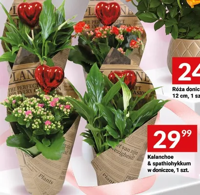 Kalanchoe & spathiohykkum w doniczce promocja w Twój Market