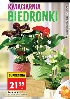 Anturium promocja w Biedronka