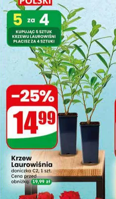 Krzew Laurowiśnia promocja w Dino