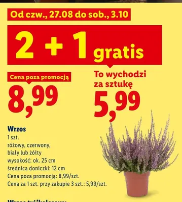 Wrzos różowy promocja w Lidl