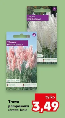 Trawa pampasowa różowa, biała promocja w Kaufland