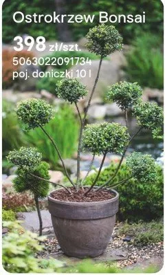 Ostrokrzew Bonsai promocja w Castorama