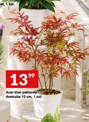 Acer klon palmowy doniczka 10cm promocja w Twój Market