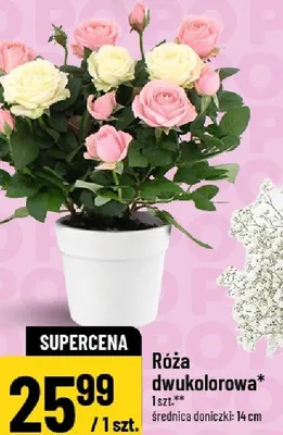 Róża dwukolorowa średnica doniczki 14cm promocja w POLOmarket