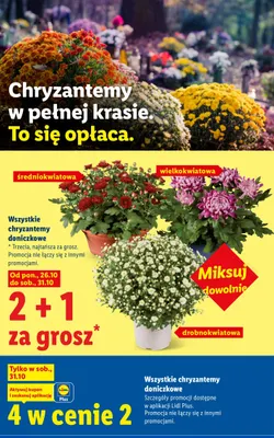 Chryzantema doniczkowa średniokwiatowa promocja w Lidl