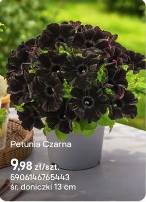 Petunia Czarna promocja w Castorama