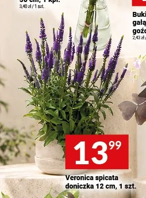 Veronica spicata doniczka 12 cm promocja w Twój Market
