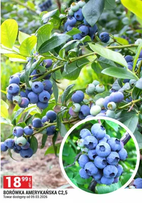 Borówka amerykańska C2,5 promocja w Merkury Market