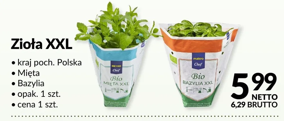 Zioła XXL - Mięta, Bazylia promocja w Makro