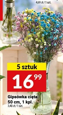 Gipsówka cięta 50 cm promocja w Twój Market