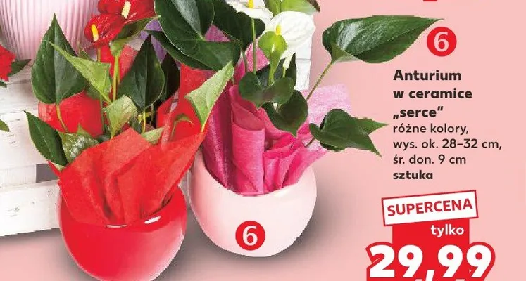 Anturium w ceramice serce wys. ok. 28-32cm śr. don. 9cm promocja w Kaufland