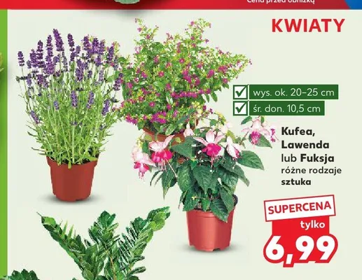 Kufea promocja w Kaufland
