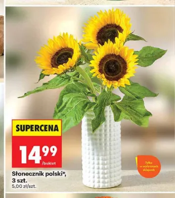 Słonecznik polski 3-pak promocja w Biedronka