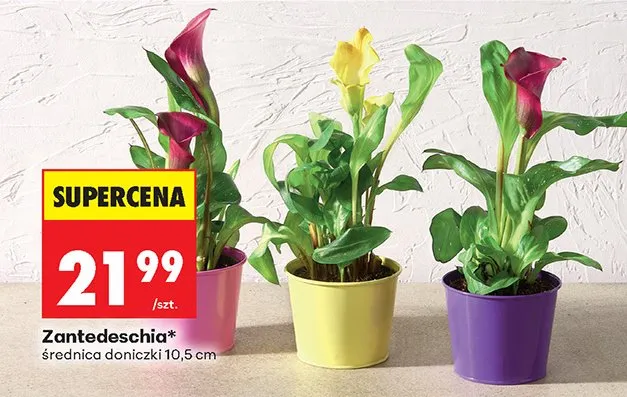 Zantedeschia średnica doniczki 10,5 cm promocja w Biedronka