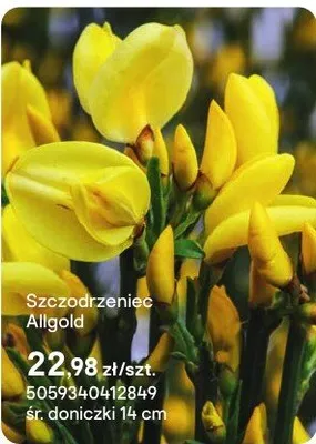 Szczodrzeniec Allgold promocja w Castorama