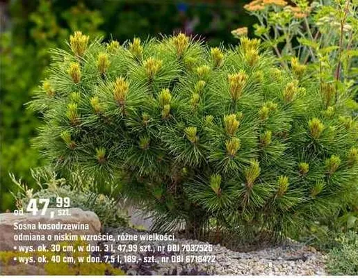 Sosna kosodrzewina odmiana o niskim wzroście, różne wielkości promocja w OBI