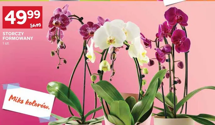 Storczyk formowany miks kolorów promocja w Stokrotka