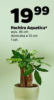 Pachira Aquatica promocja w Netto
