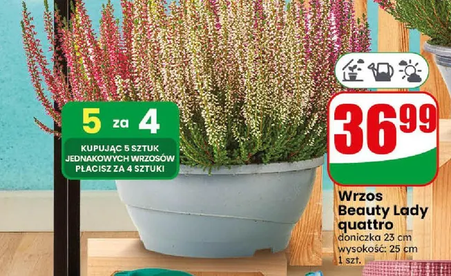 Wrzos Beauty Lady quattro promocja w Dino