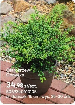 Ostrokrzew Convexa promocja w Castorama