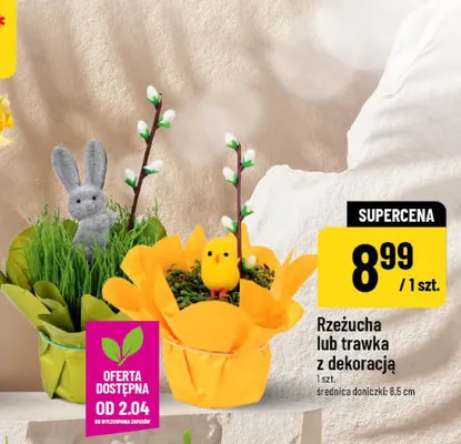 Rzeżucha lub trawka z dekoracją promocja w POLOmarket