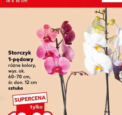 Storczyk 1-pędowy promocja w Kaufland