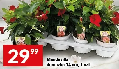 Mandevilla doniczka 14 cm promocja w Twój Market