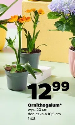 Ornithogalum promocja w Netto