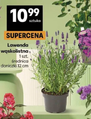 Lawenda wąskolistna promocja w Delikatesy Centrum