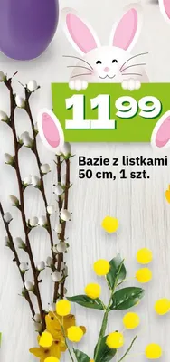 Bazie z listkami 50 cm promocja w Twój Market