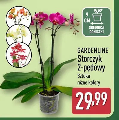 Storczyk 2-pędowy GARDENLINE promocja w Aldi