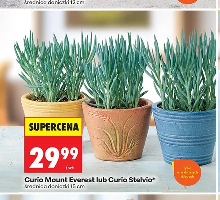 Curio Stelvio średnica doniczki 15 cm promocja w Biedronka