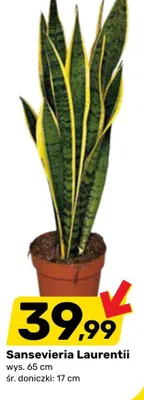 Sansevieria Laurentii promocja w Bricomarche