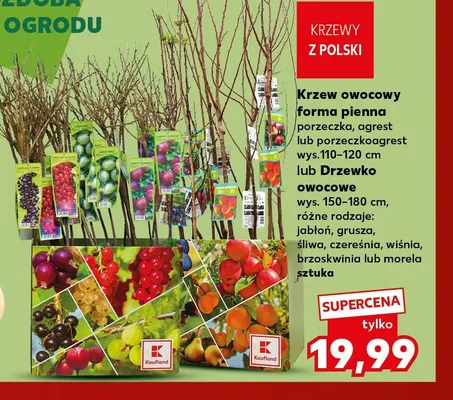 Drzewko owocowe wiśnia wys. 150-180 cm promocja w Kaufland