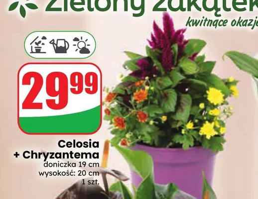 Celosia + Chryzantema promocja w Dino