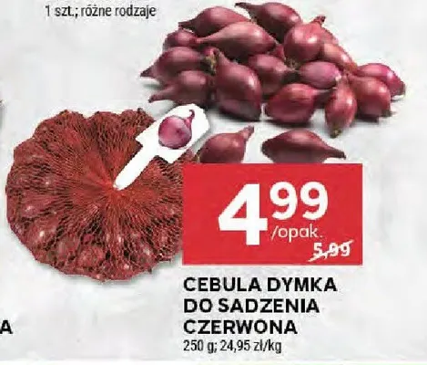 Cebula dymka do sadzenia czerwona promocja w Stokrotka