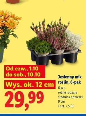 Jesienny mix roślin 6-pak promocja w Lidl