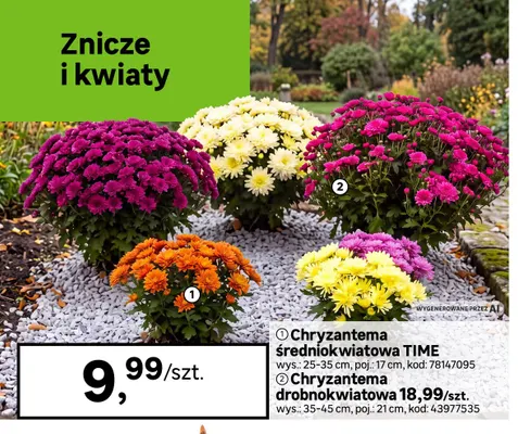 Chryzantema średniokwiatowa Time promocja w Leroy Merlin