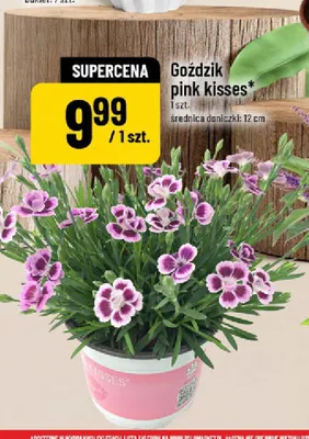 Goździk pink kisses promocja w POLOmarket
