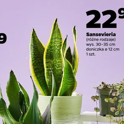 Sansevieria (różne rodzaje) promocja w Netto