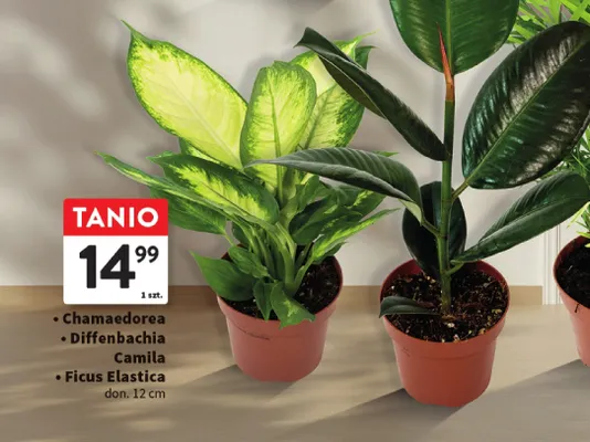 Roślina doniczkowa Chamaedorea - don. 12 cm promocja w Intermarche