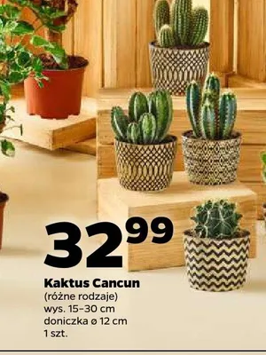 Kaktus Cancun promocja w Netto