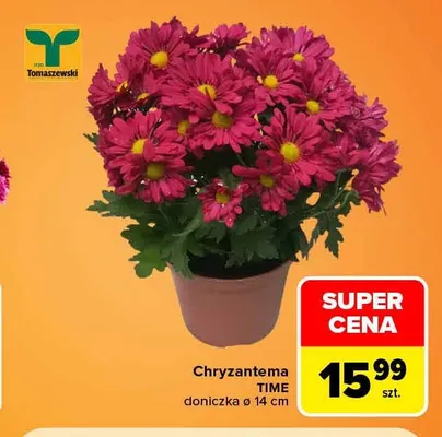 Chryzantema Time doniczka ø 14 cm Tomaszewski promocja w Carrefour
