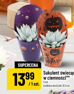 Sukulent świecący w ciemności promocja w POLOmarket